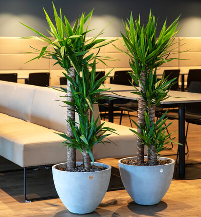 Yuccapalme 125 cm Yuccapalme 125 cm